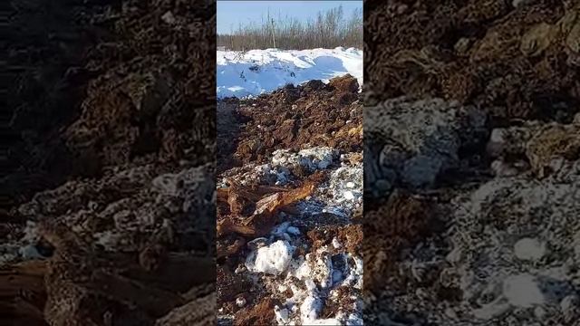 Депутат-детектив из ХМАО нашел еще одну незаконную свалку смотреть онлайн