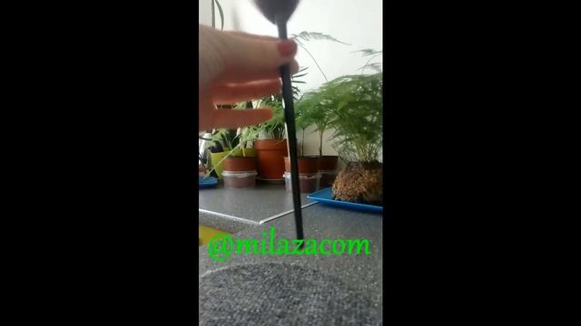 Веерная кисть для макияжа длинная смотреть онлайн