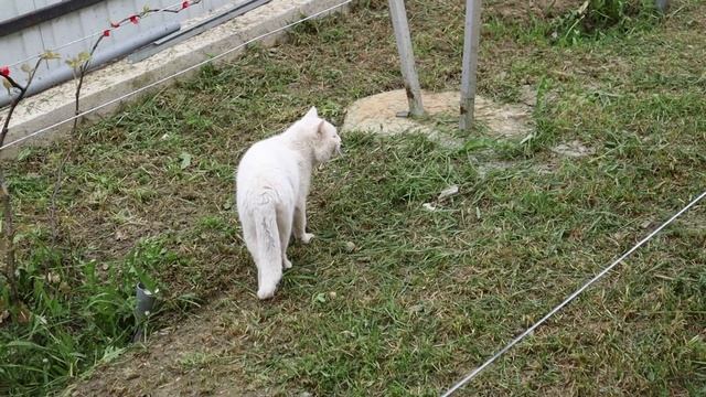 Покраска уличного навеса. Южная жизнь. смотреть онлайн
