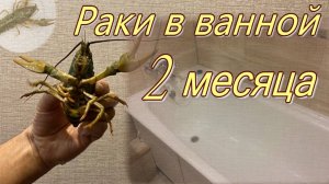 Содержание раков в ванной.  2 месяца.