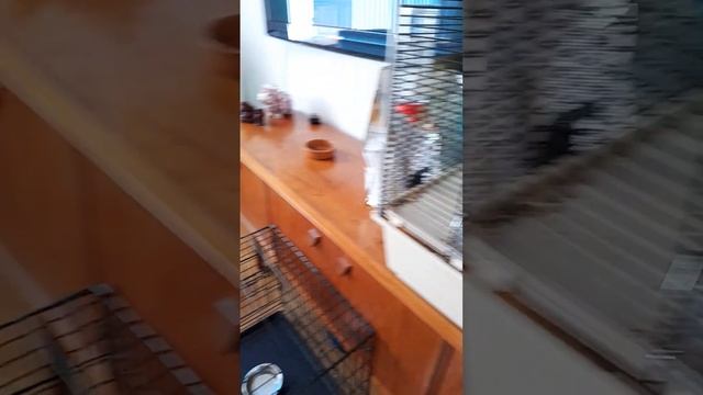 Собаки в гостях у спящих котов. Dogs are visiting sleeping cats. смотреть онлайн