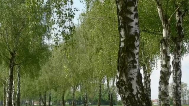 Занятие: "Ознакомление с природой в детском саду". Средняя группа. смотреть онлайн