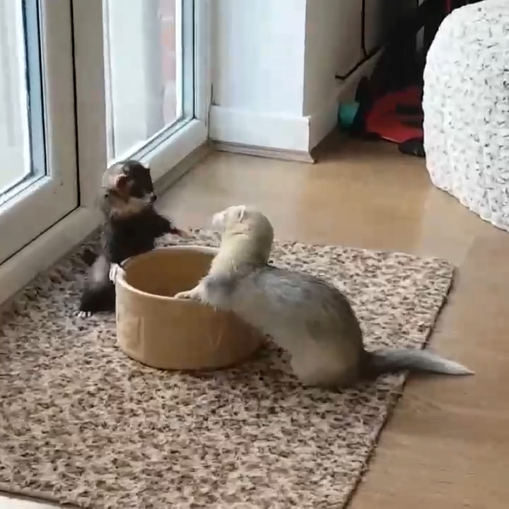 Драка хорьков смотреть онлайн