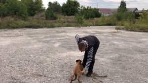 Щенок малинуа(бельгийская овчарка) ДРЕССИРОВКА и ВОСПИТАНИЕ 3-х месячного щенка,ПОСЛУШАНИЕ,ТЕОРИЯ