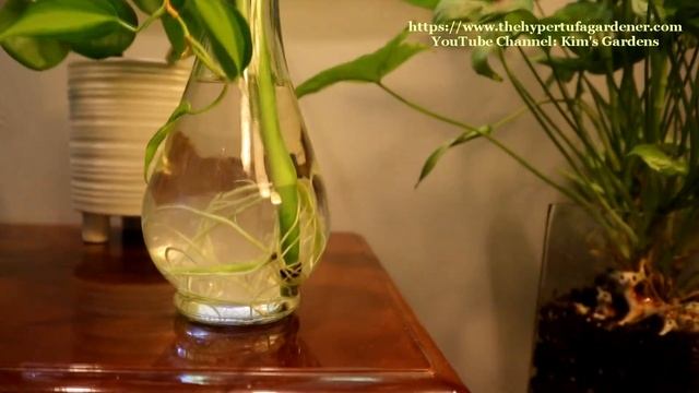Propagating Monstera deliciosa - Where Do You Cut? What Does A Node Look Like? I'll Try and Help смотреть онлайн