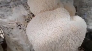 Ежевик гребенчатый (Герициум). Готовим лечебную настойку!