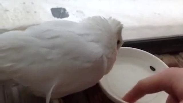 Вертячка у голубя. 6 день (часть вторая) смотреть онлайн