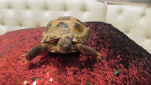 Свинки и черепашка Фотомодели/ Лечу черепаху смотреть онлайн