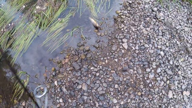 Как поймать форель смотреть онлайн