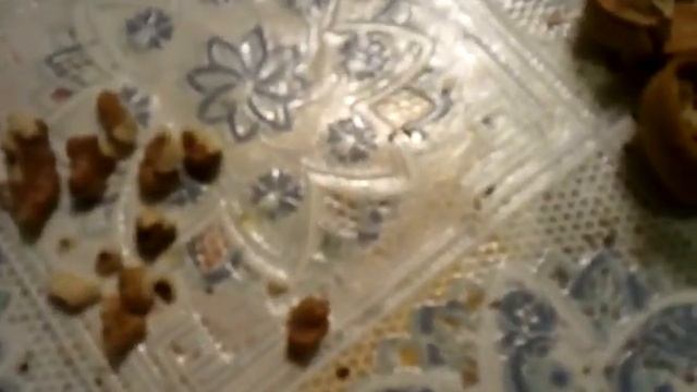 Грецкий орех тоже чей то домик!!! смотреть онлайн