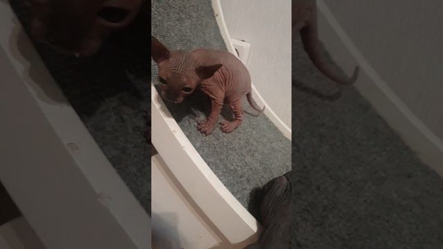 #бандалысых #виделивидео #звездыголливуда #спонсируется #рекомендации #топчик #сфинксы смотреть онлайн