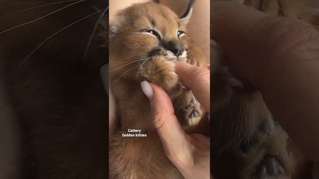 Котенок каракала#каракал#caracal #cats #cat #каракет #animal #caracat #kitten #каракал смотреть онлайн