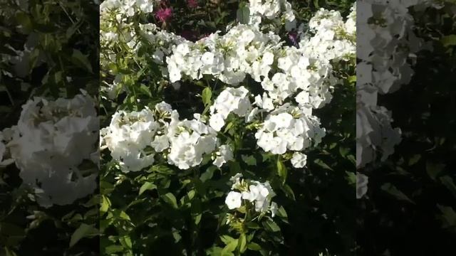Флокс Давид (Phlox David) смотреть онлайн