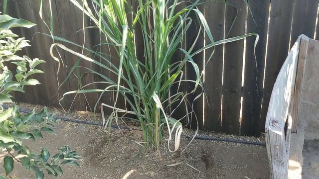 Наш сахарный тростник. Our black sugar cane смотреть онлайн