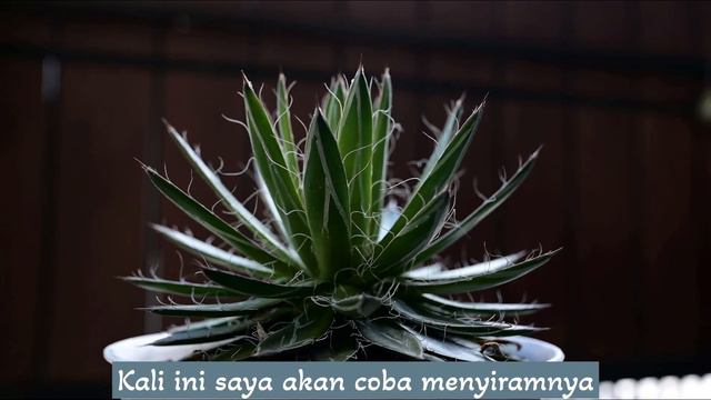 #15 Beberapa Tanaman Agave | Agave berduri | Agave Rambut смотреть онлайн