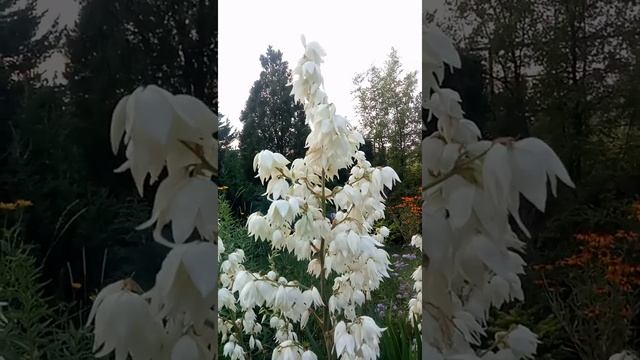 Юкка нитчатая | Yucca filamentosa смотреть онлайн