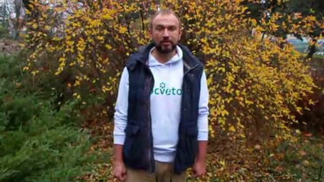 Правда об использовании листьев ореха для компоста и укрытия грядок. смотреть онлайн