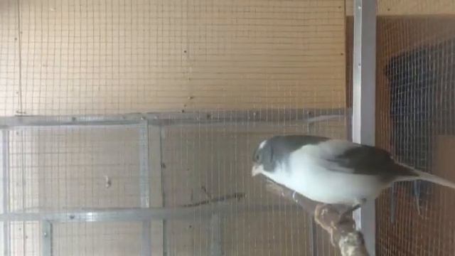 Гибрид от гибрида, пение, крупным планом