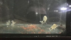 Разведение коридорасов панда