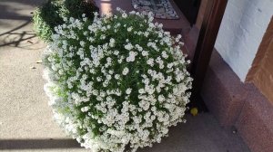 Как сохранить Алиссум зимой.Содержание Алиссума Сноу Принцесс в доме. Условия и уход за растением.