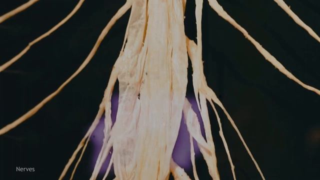 Body Worlds Amsterdam #MuseumChallenge March | VLOG [ENG] смотреть онлайн