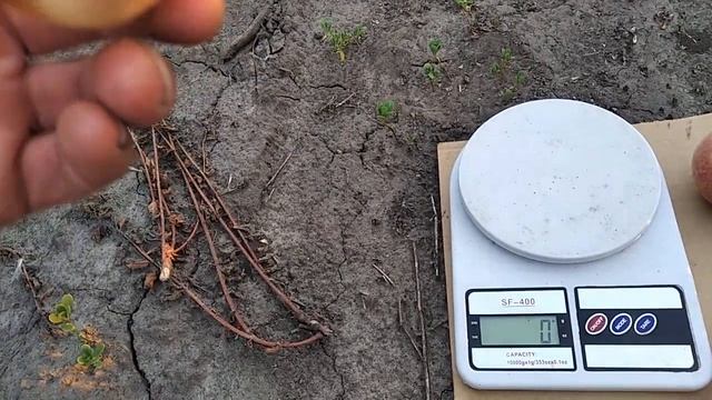 Персик Аліросада. смотреть онлайн