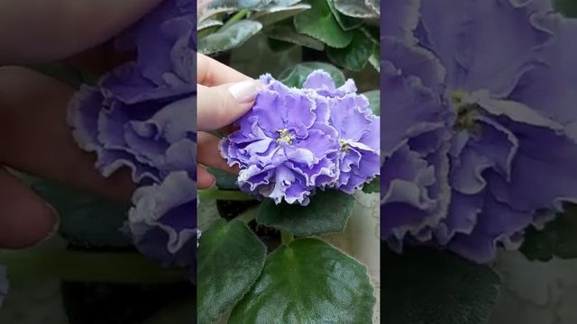 NK-Jyul vern?НК-Жюль верн?? смотреть онлайн