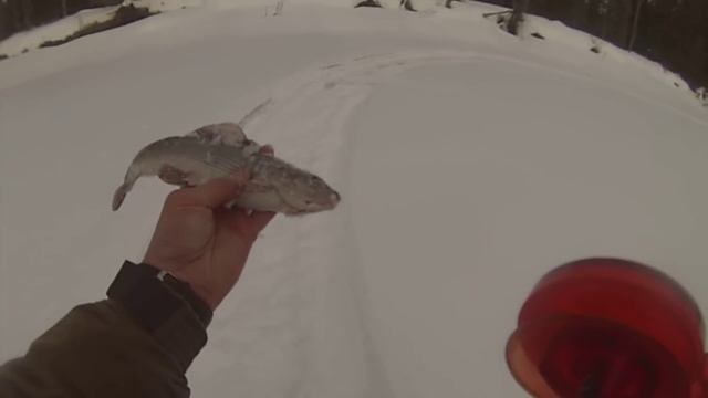 ЛОВИМ КИЛОГРАММОВЫХ ХАРИУСОВ. ГЛУХАРИ, КОСАЧИ ТОКУЮТ. АПРЕЛЬ 2022. смотреть онлайн