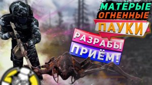 ВЫПАЛ ВЕПРЬ В ГАЙДЕ -  МАТЁРЫЕ ОГНЕННЫЕ ПАУКИ ПОБЕРЕЖЬЯ - WILL TO LIVE ONLINE!