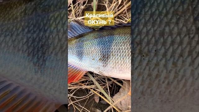 красивый окунь ? #окунь #хищник #рыбалка #рыба #природа #удочка #спининг #джиг #блесна #воблер смотреть онлайн