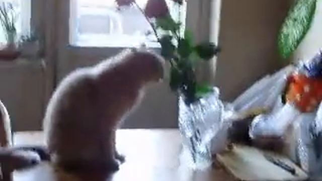 Фильм Про кота смотреть онлайн