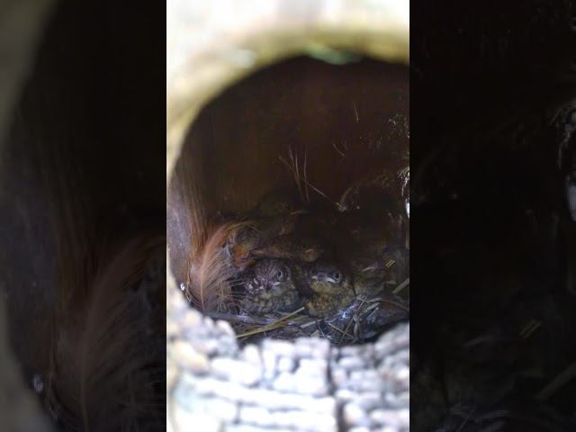 Сколько много птенцов в скворечнике! Птичка Малиновка вывела потомство в старом скворечнике! смотреть онлайн