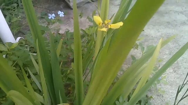 ÍRIS AMARELA - COMO CULTIVAR - Neomarica longifolia смотреть онлайн