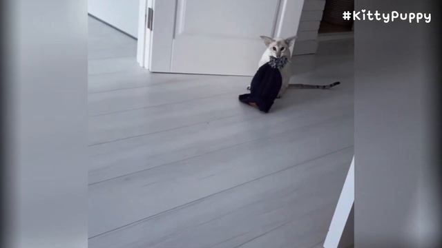 Adorable Oriental Shorthair Cat Tyson смотреть онлайн