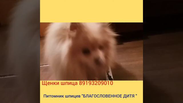 Шпицемания г. ЧЕЛЯБИНСК смотреть онлайн