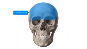 Анатомия черепа - Анатомия человека | Kenhub