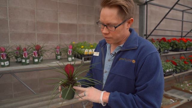Tillandsia Cyanea @ greengate Garden Centres смотреть онлайн