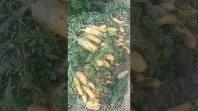 Кыргыз Ата Көтөрмө айылы смотреть онлайн