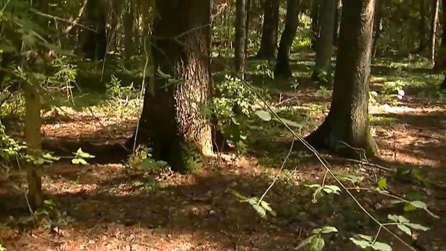 Незабываемые Трели Соловья фильм1 Nightingale Singing to Relax смотреть онлайн