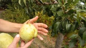 @Вот это груша! Большая желтая груша, вкусная груша