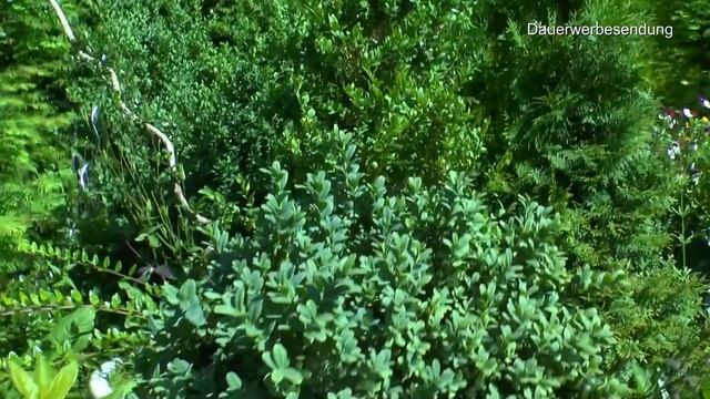 Garten Anfang Sommer erleben mit Gemüse, Hochbeete, Bonsai, Sträucher, Rosen und mehr смотреть онлайн
