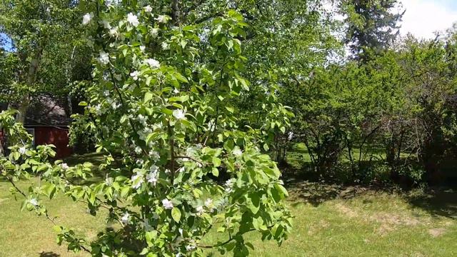 GARDEN EASY TIPS DAY VLOG // PERENNIAL FLOWERS, ANNUAL FLOWERS, AND FRUIT TREES IN 3 MONTHS SUMMER смотреть онлайн