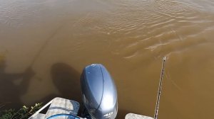 Как поймать сома на живца!