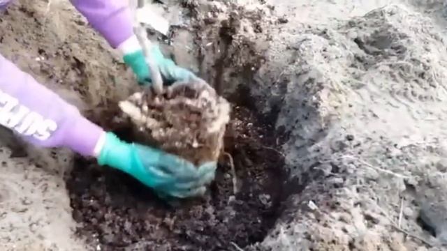 Посадка груши весной| Посадите так саженец| Груша молодая|