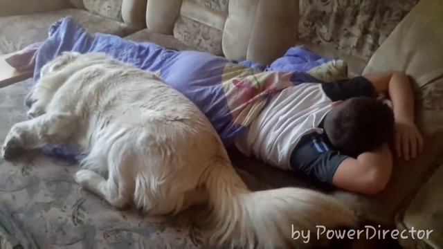 Golden Retriever Charlie смотреть онлайн