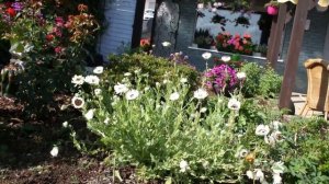 ВЕНИДИУМ - УКРАШЕНИЕ ЛЮБОГО САДА