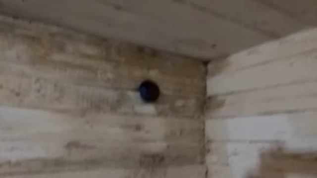 26 января 2018 г. наши свиньи