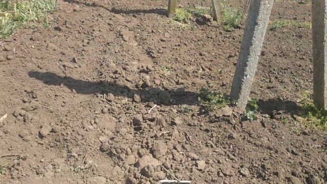 Ещё раз о поливе винограда под землёй. смотреть онлайн
