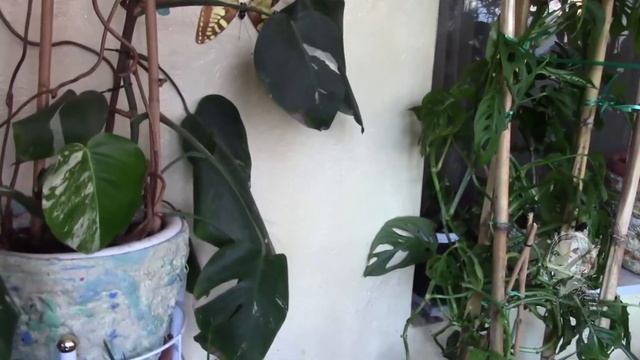 ПЕЧАЛЬНАЯ ИСТОРИЯ МОНСТЕРЫ! смотреть онлайн