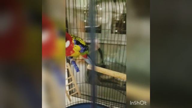 Агрессивный птиц) смотреть онлайн